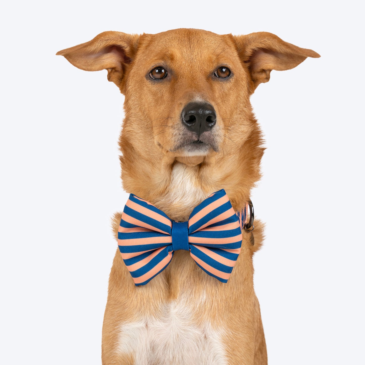 HUFT Personalised Happy Stripes Collar With Bow Tie For Dog - Navy & Peach - Heads Up For Tails