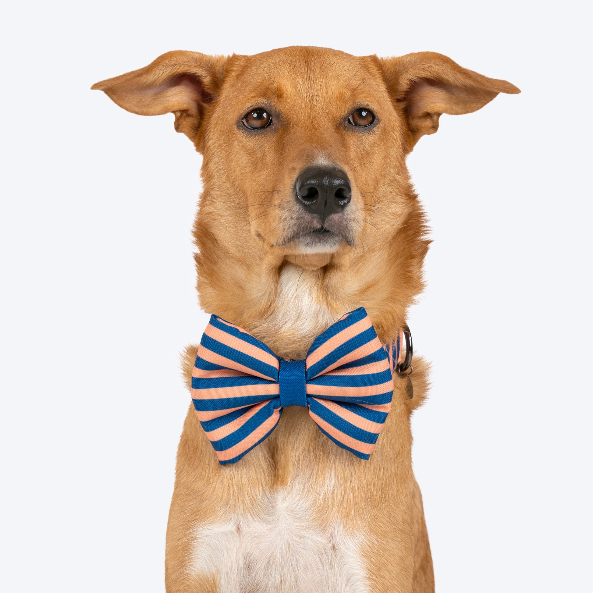 HUFT Personalised Happy Stripes Collar With Bow Tie For Dog - Navy & Peach - Heads Up For Tails