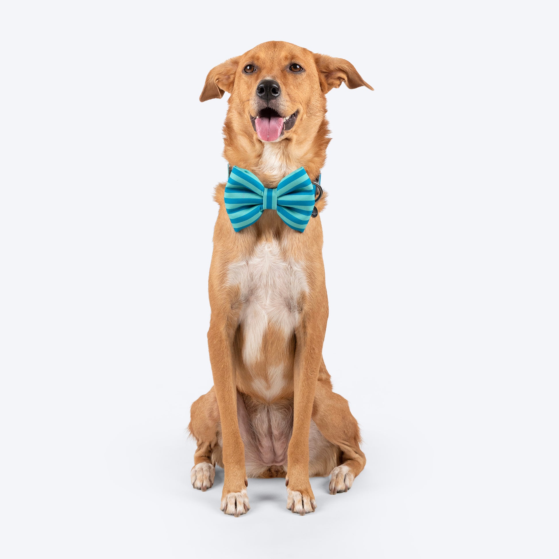 HUFT Personalised Happy Stripes Collar With Bow Tie For Dog - Blue & Turquoise - Heads Up For Tails