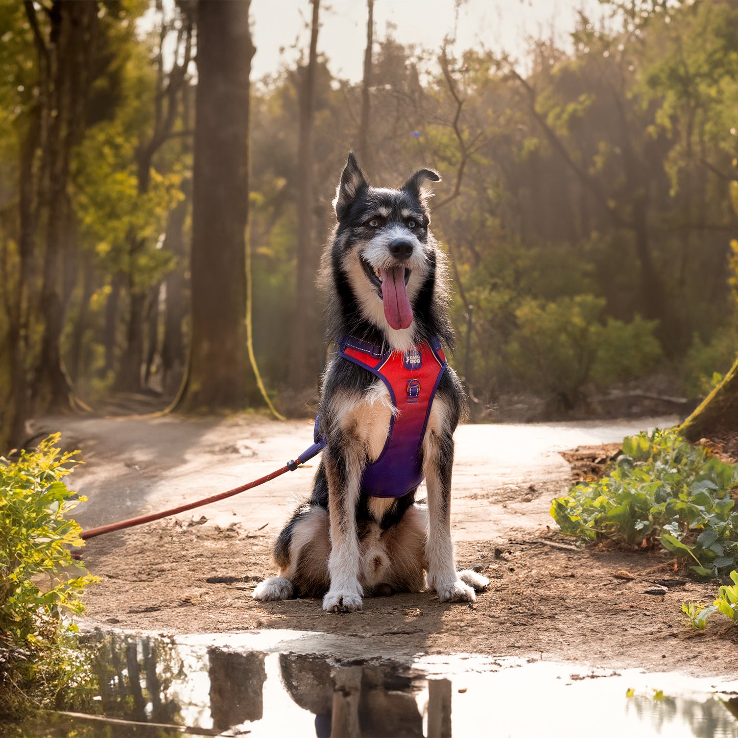 Dash Dog Flow Walk-Along Harness For Dog - Red & Purple - Heads Up For Tails