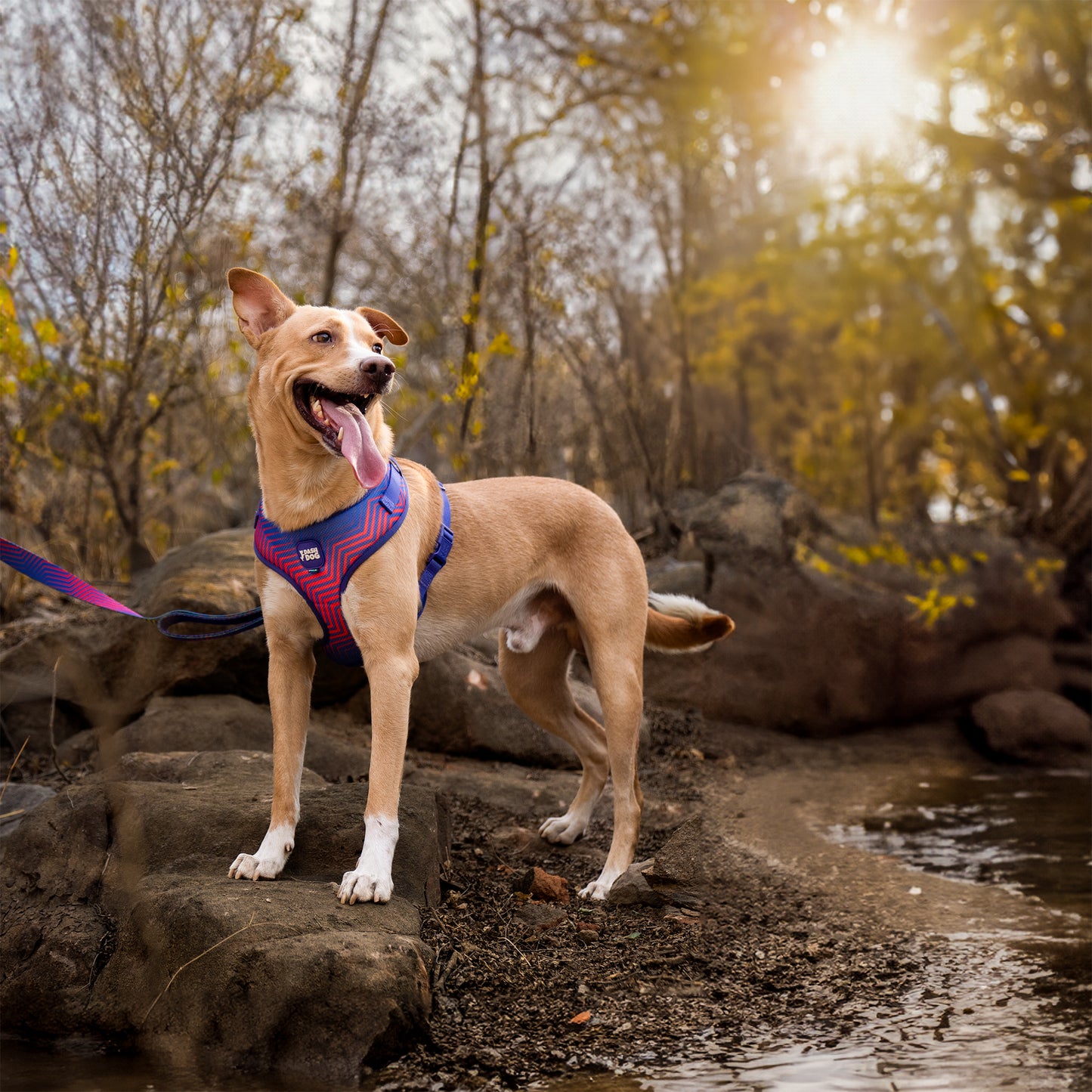 Dash Dog Chevron Easy Walk Harness For Dog - Purple - Heads Up For Tails