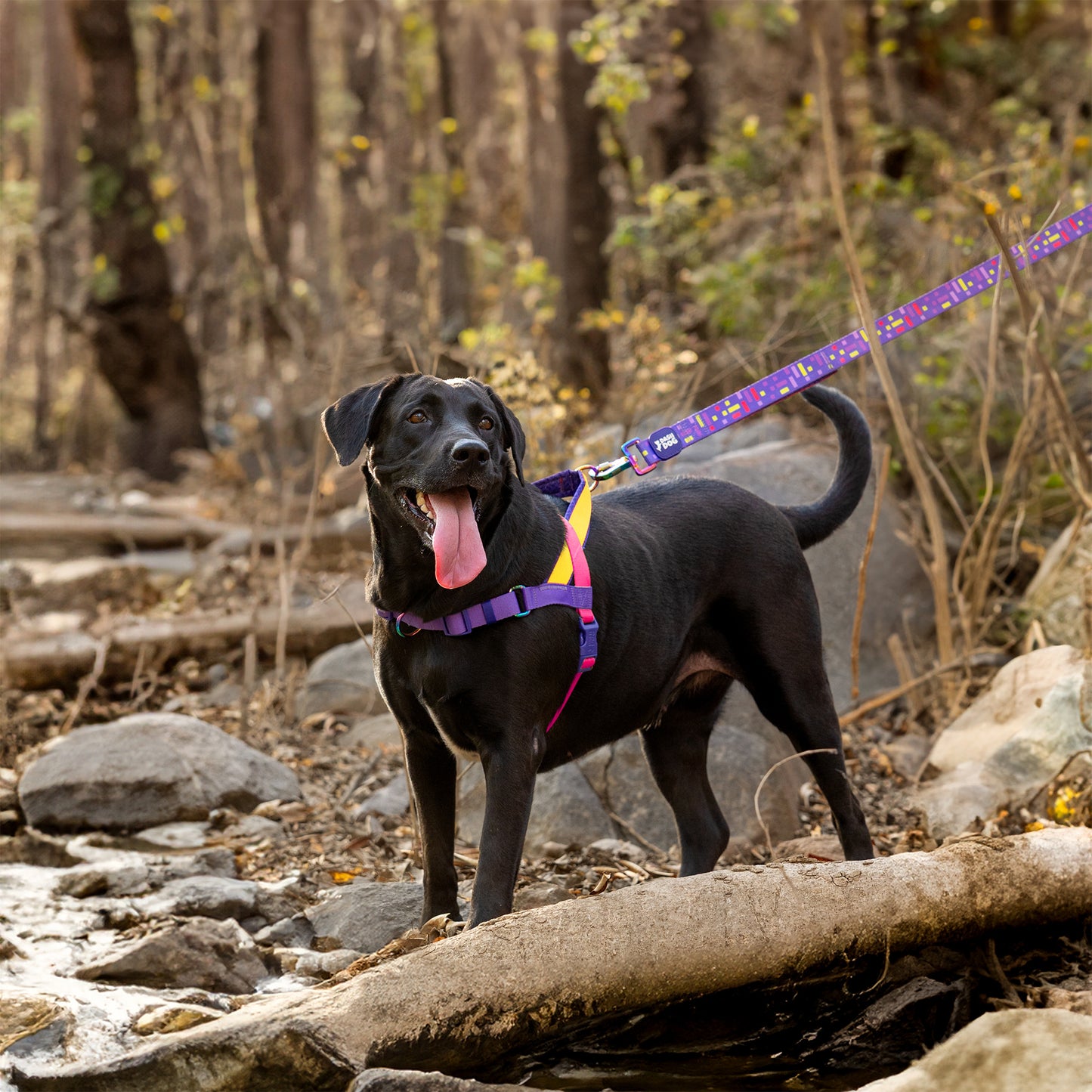 Dash Dog On-The-Go Harness For Dog - Yellow - Heads Up For Tails