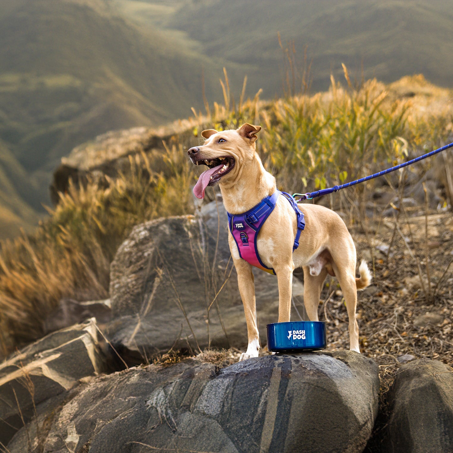 Dash Dog Chaser Rope Leash For Dog - Purple - Heads Up For Tails