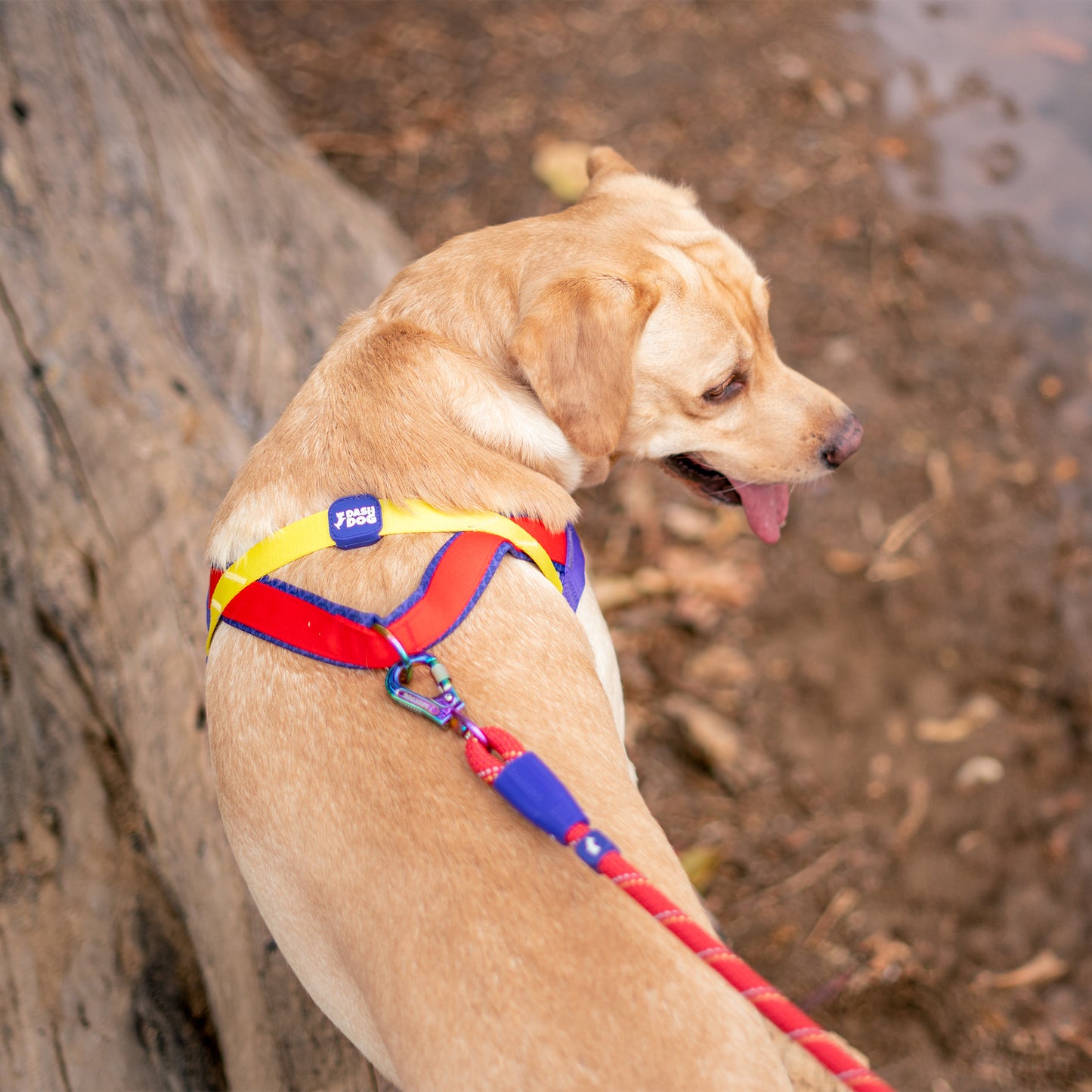 Dash Dog Chaser Rope Leash For Dog - Red - Heads Up For Tails