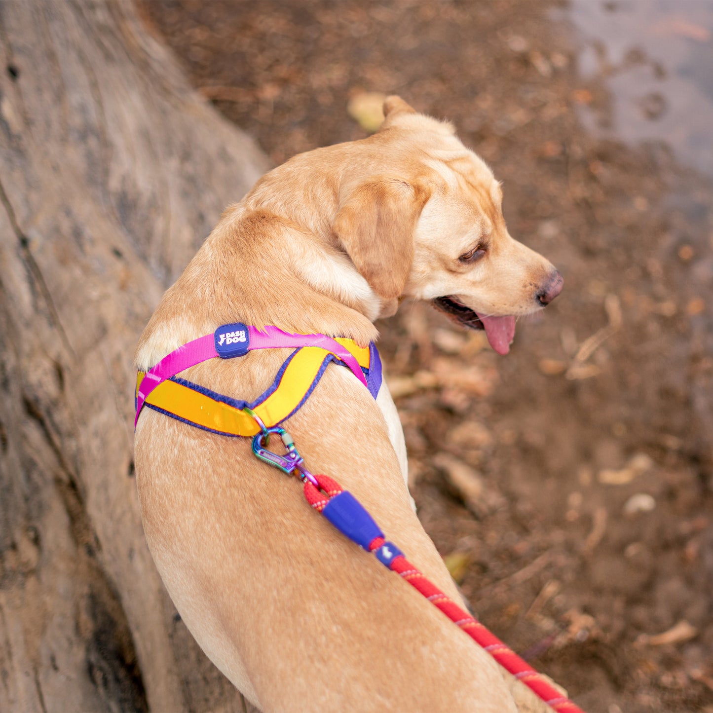 Dash Dog On-The-Go Harness For Dog - Yellow - Heads Up For Tails