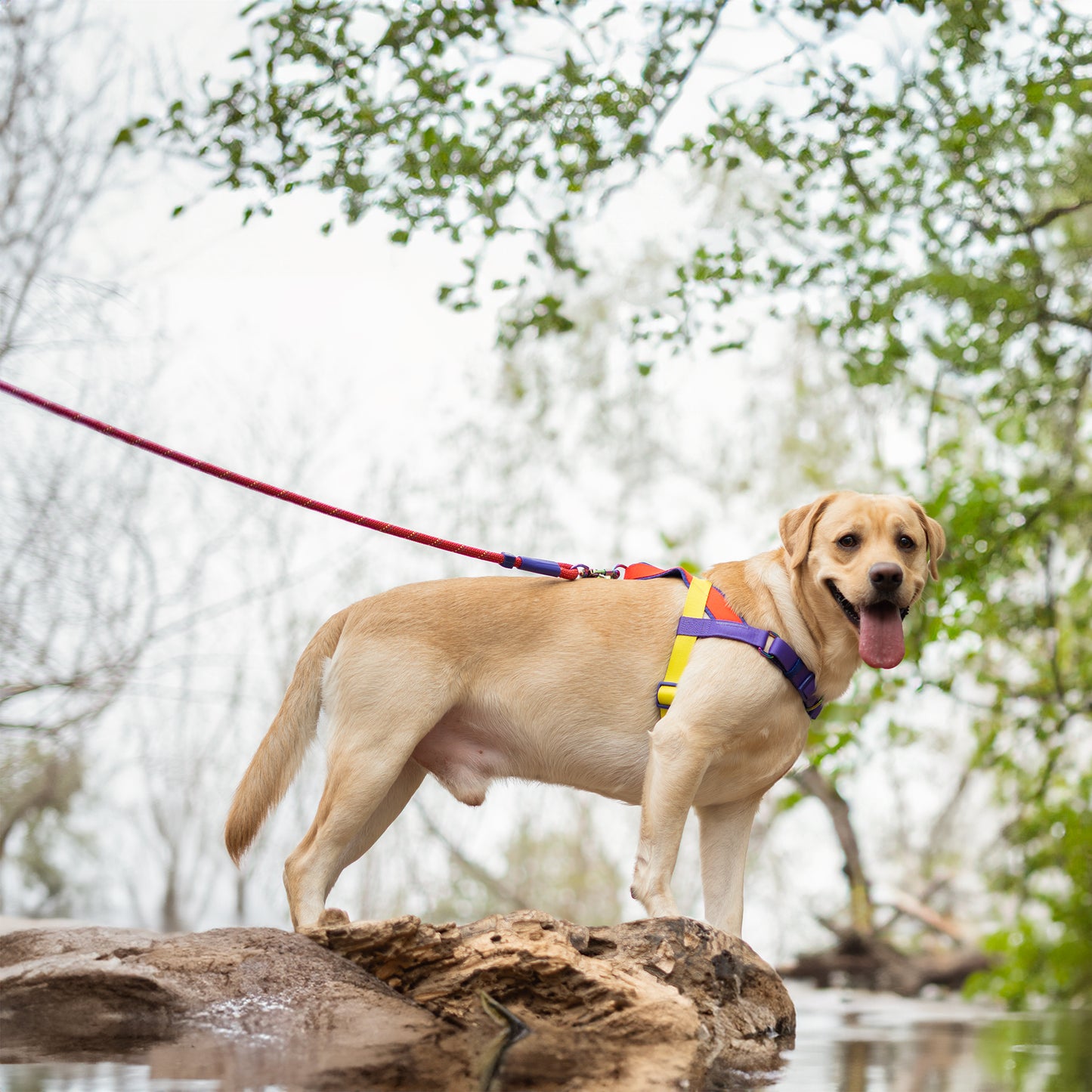Dash Dog On-The-Go Harness For Dog - Red - Heads Up For Tails