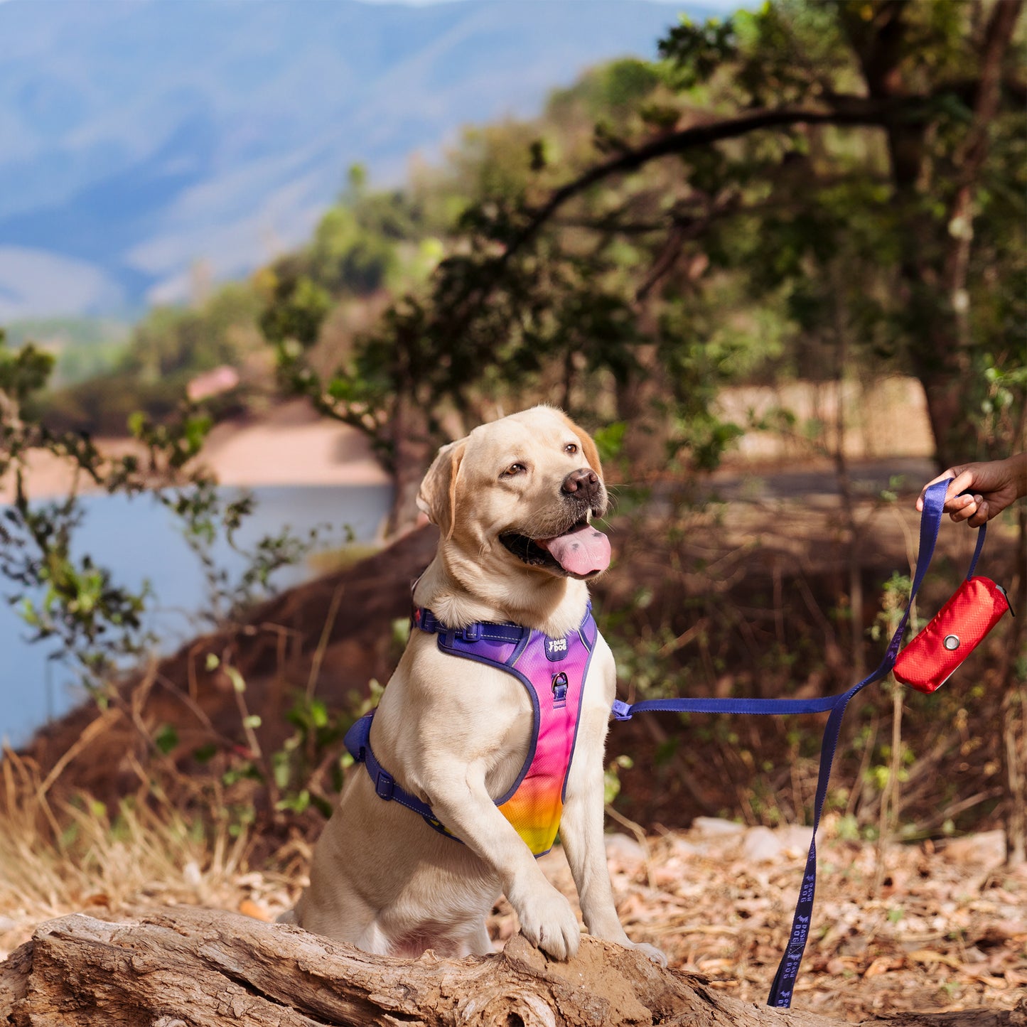 Dash Dog Oh-So-Handy Flexible Leash For Dog - Purple 7 ft - Heads Up For Tails
