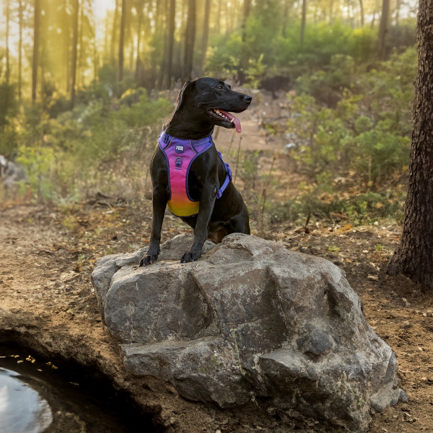Dash Dog Flow Walk-Along Harness For Dog - Pink & Purple - Heads Up For Tails
