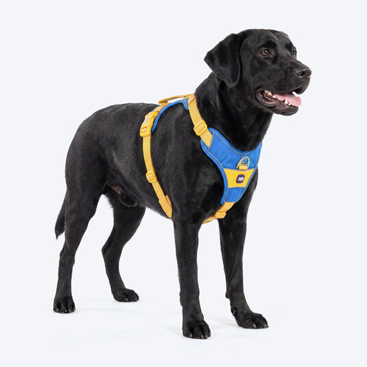 Dash Dog Walk Pro Harness For Dog - Royal Blue & Yellow