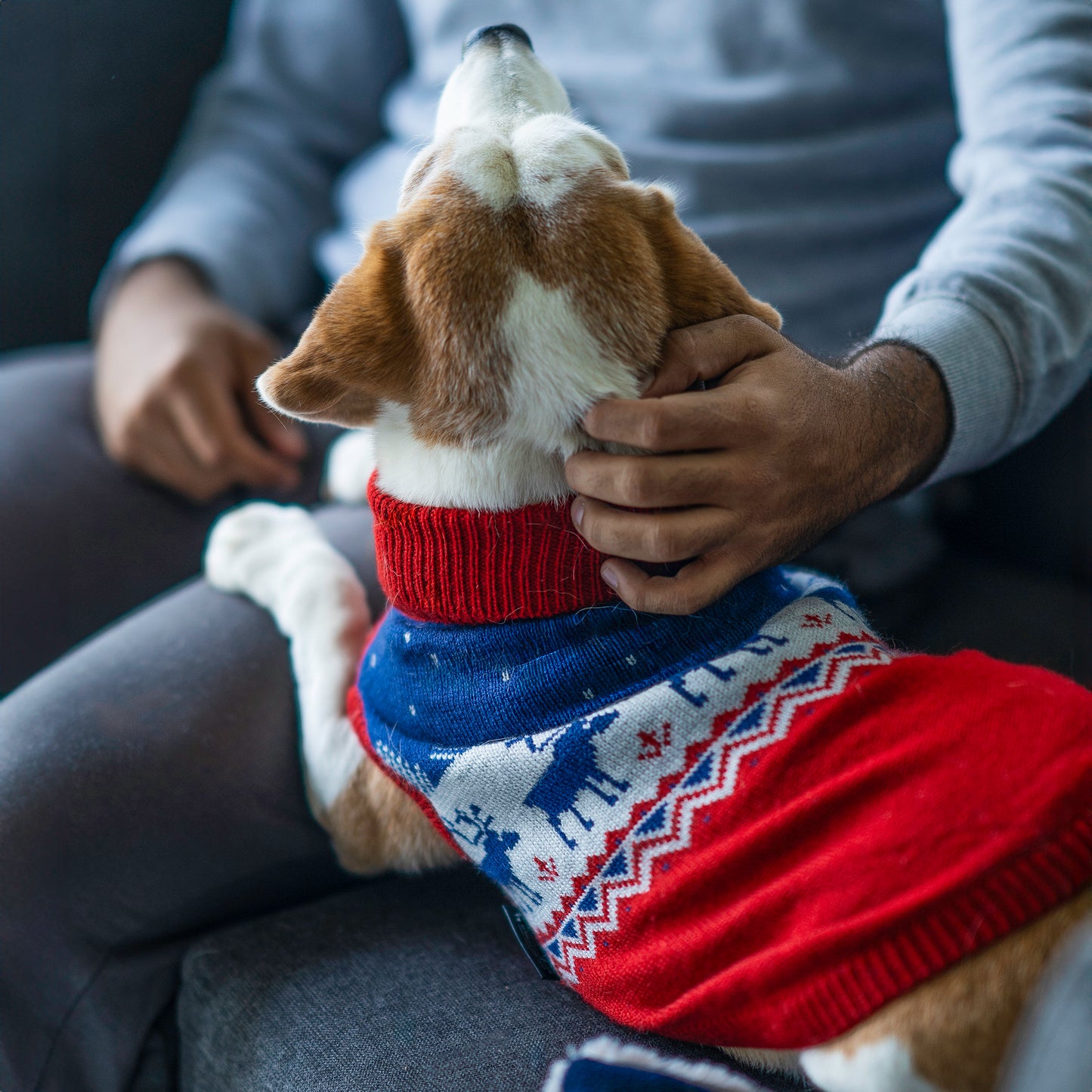 HUFT Winter Miracle Sweater For Dogs - Red & Blue - Heads Up For Tails