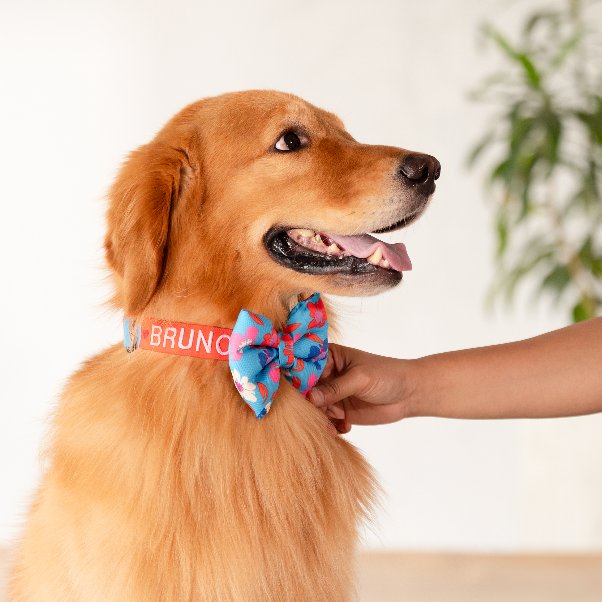 HUFT Personalised Summer Bloom Collar With Bow Tie For Dog - Blue - Heads Up For Tails