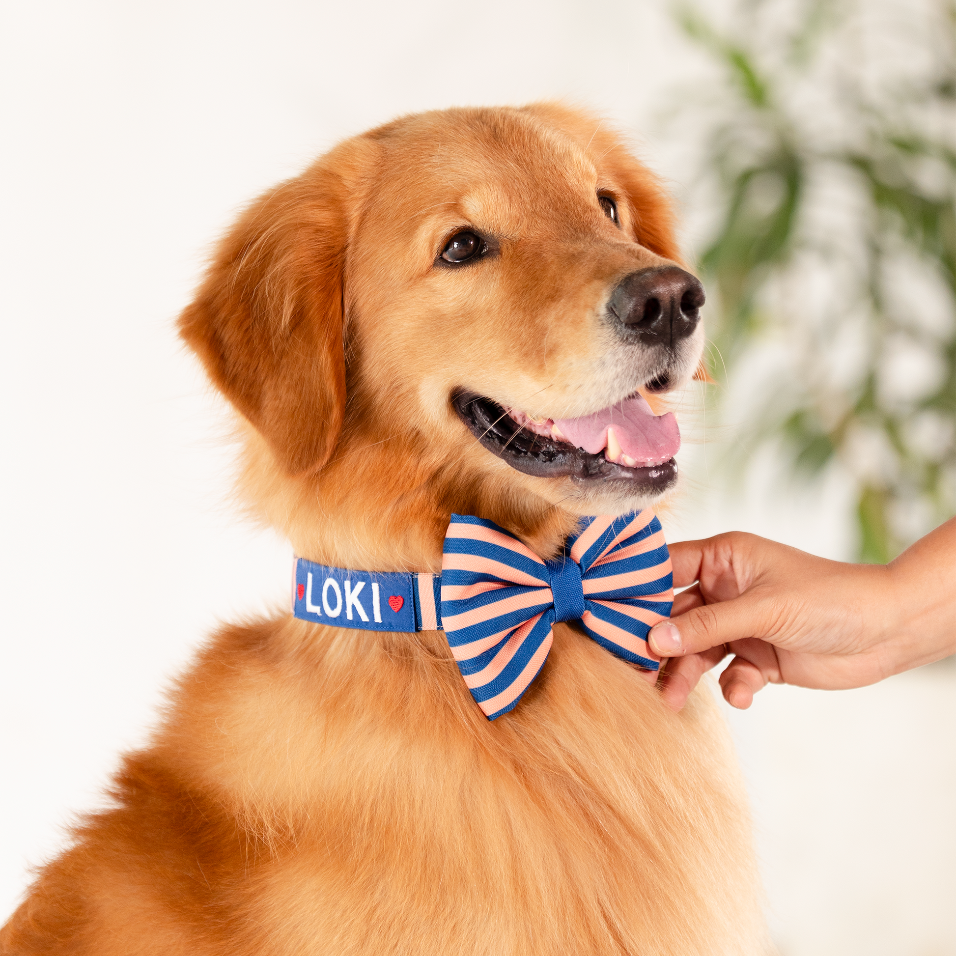 HUFT Personalised Happy Stripes Collar With Bow Tie For Dog - Navy & Peach - Heads Up For Tails