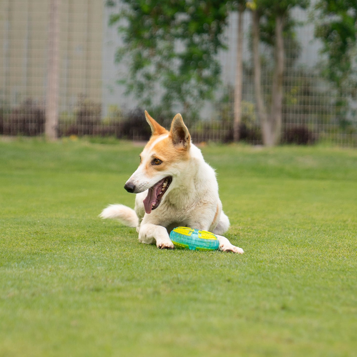 Dash Dog Grab & Gnaw Squeaky Toy For Dog - Neon Green & Blue - Heads Up For Tails