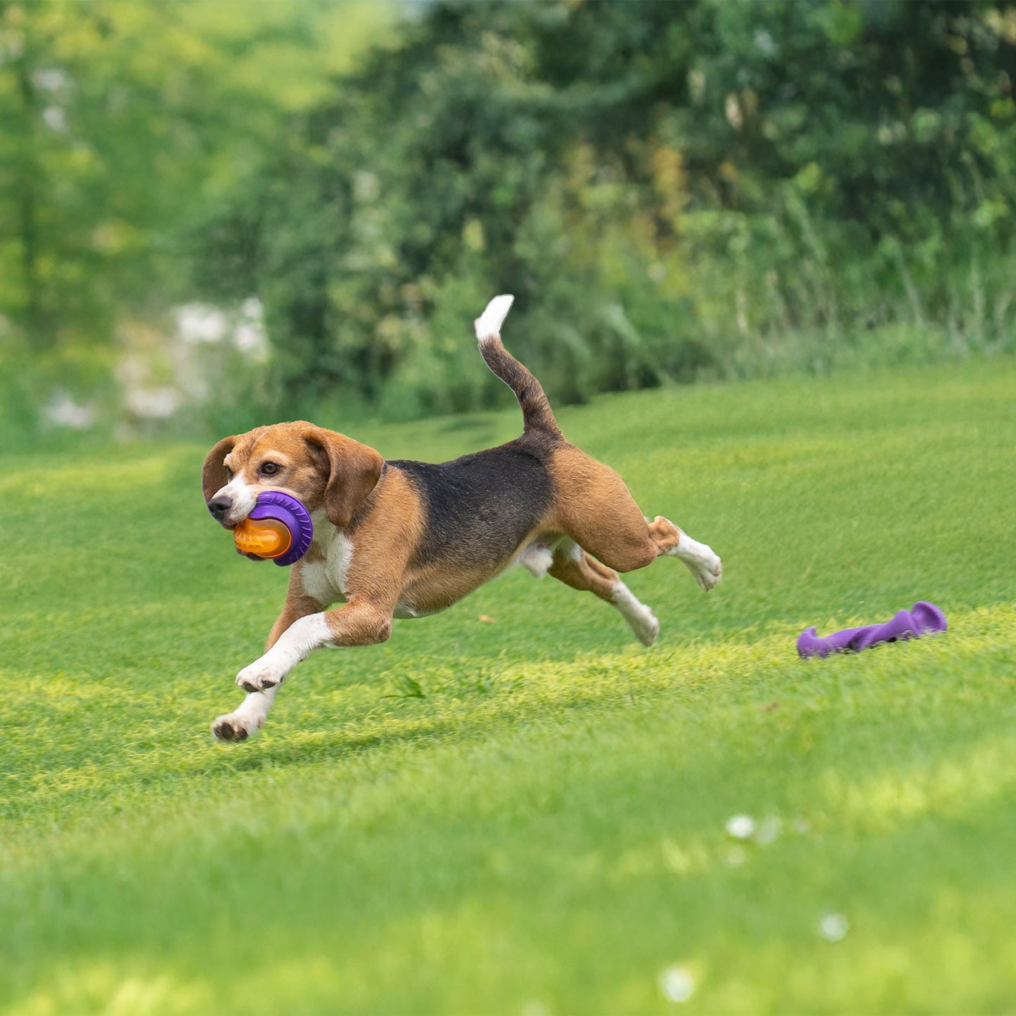 Dash Dog Chomping Champ Ball Toy For Dog - Orange & Purple