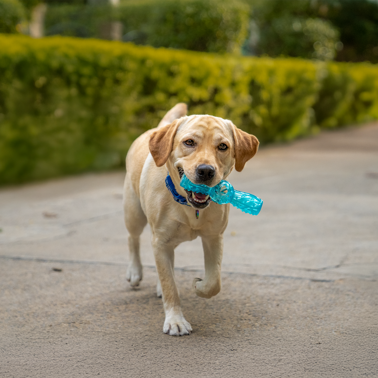 Dash Dog Squeak & Chomp Squeaky Toy For Dog - Blue - Heads Up For Tails