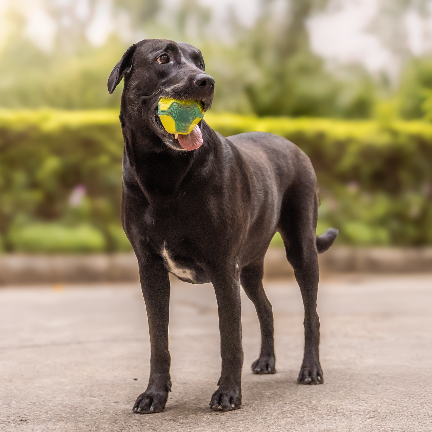 Dash Dog Grip & Go Squeaky Ball For Dog - Neon Green & Blue - Heads Up For Tails