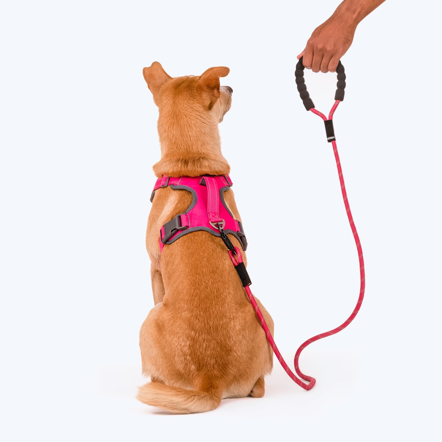 HUFT Rope Dog Leash With Carabiner - Magenta Pink_02