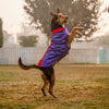 Dash Dog Outdoor Dog Jacket - Violet & Red_03