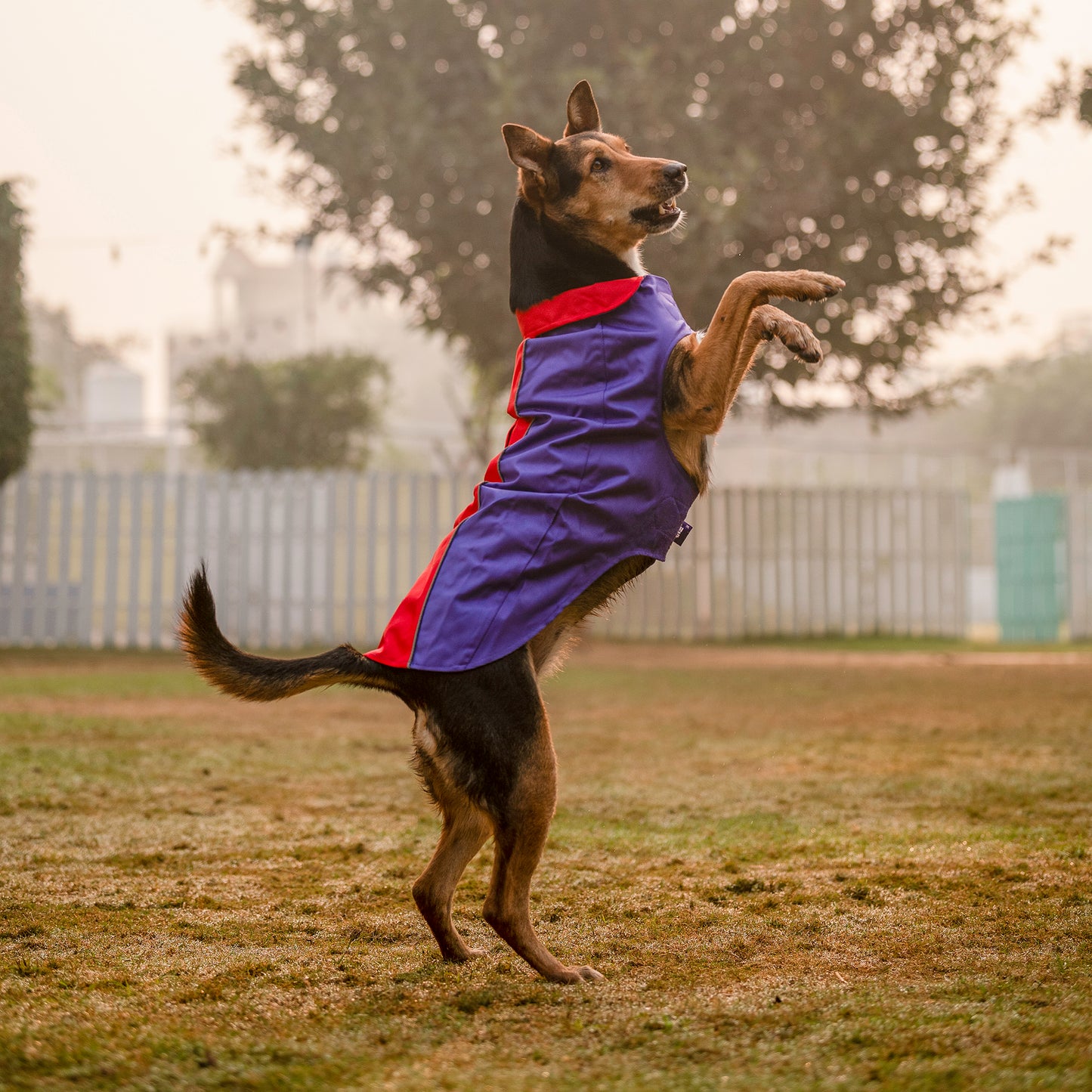 Dash Dog Outdoor Dog Jacket - Violet & Red_03