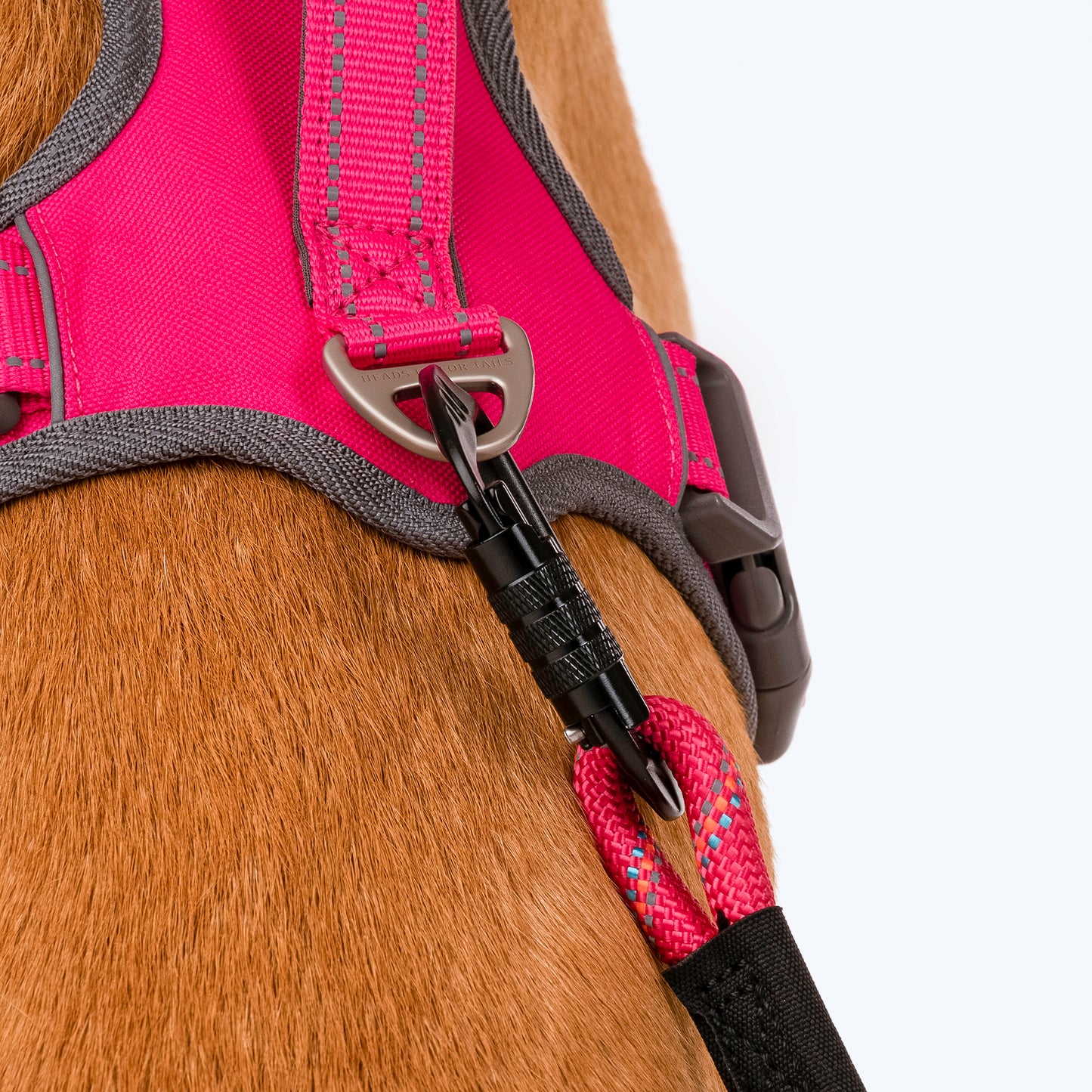 HUFT Rope Dog Leash With Carabiner - Magenta Pink_04