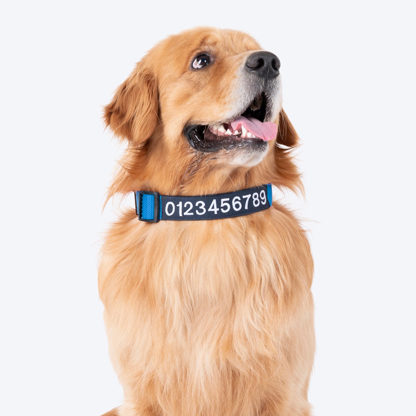 HUFT Personalised (Mobile No.) Basics Dog Collar - Cobalt Blue - Heads Up For Tails