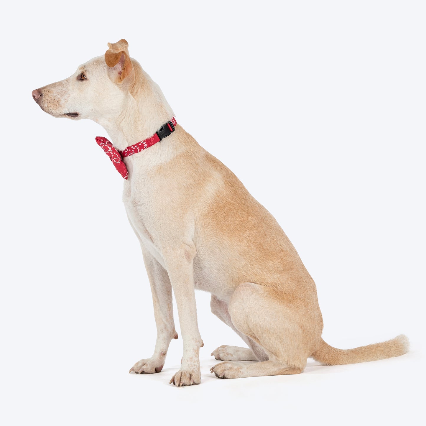 HUFT Bandhani Breeze Bowtie With Strap For Dog - Red - Heads Up For Tails
