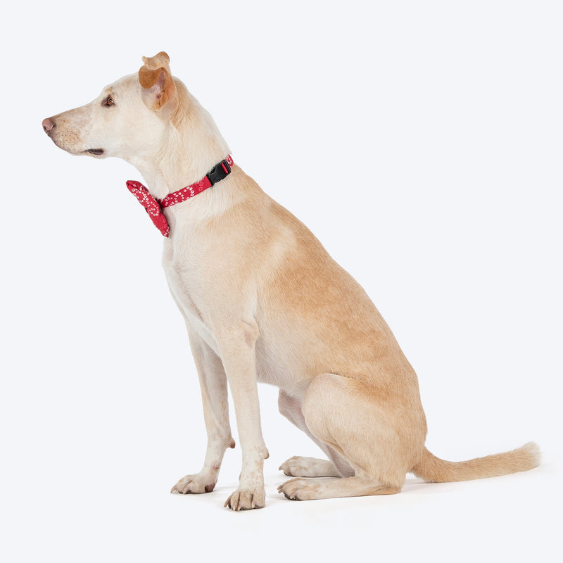 HUFT Bandhani Breeze Bowtie With Strap For Dog - Red - Heads Up For Tails