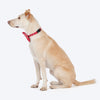 HUFT Bandhani Breeze Bowtie With Strap For Dog - Red - Heads Up For Tails