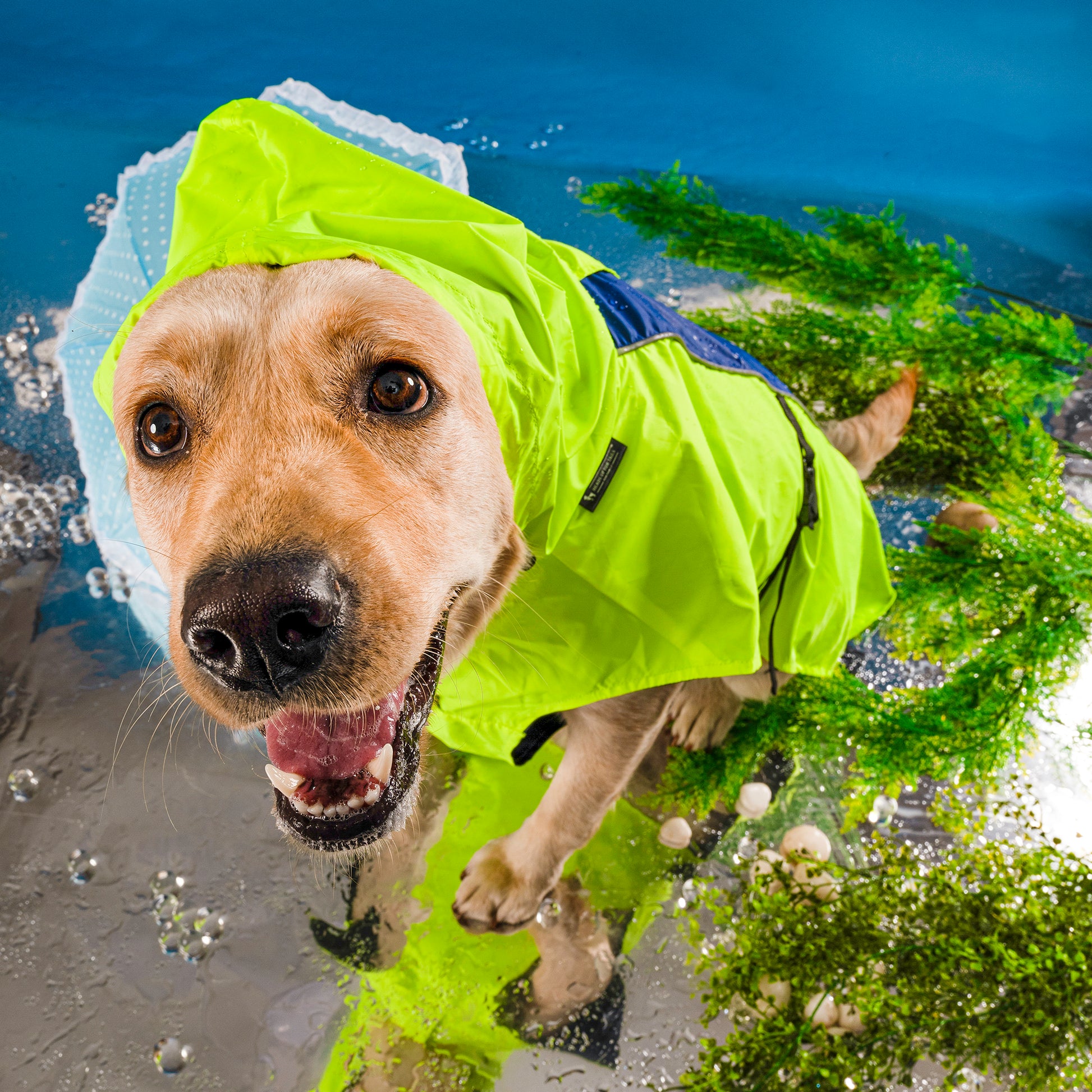 HUFT Neon Shower Dog Raincoat - Neon Green & Deep Blue - Heads Up For Tails