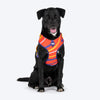 Dash Dog Radiant Blaze Easy Walk Harness For Dog - Orange - Heads Up For Tails