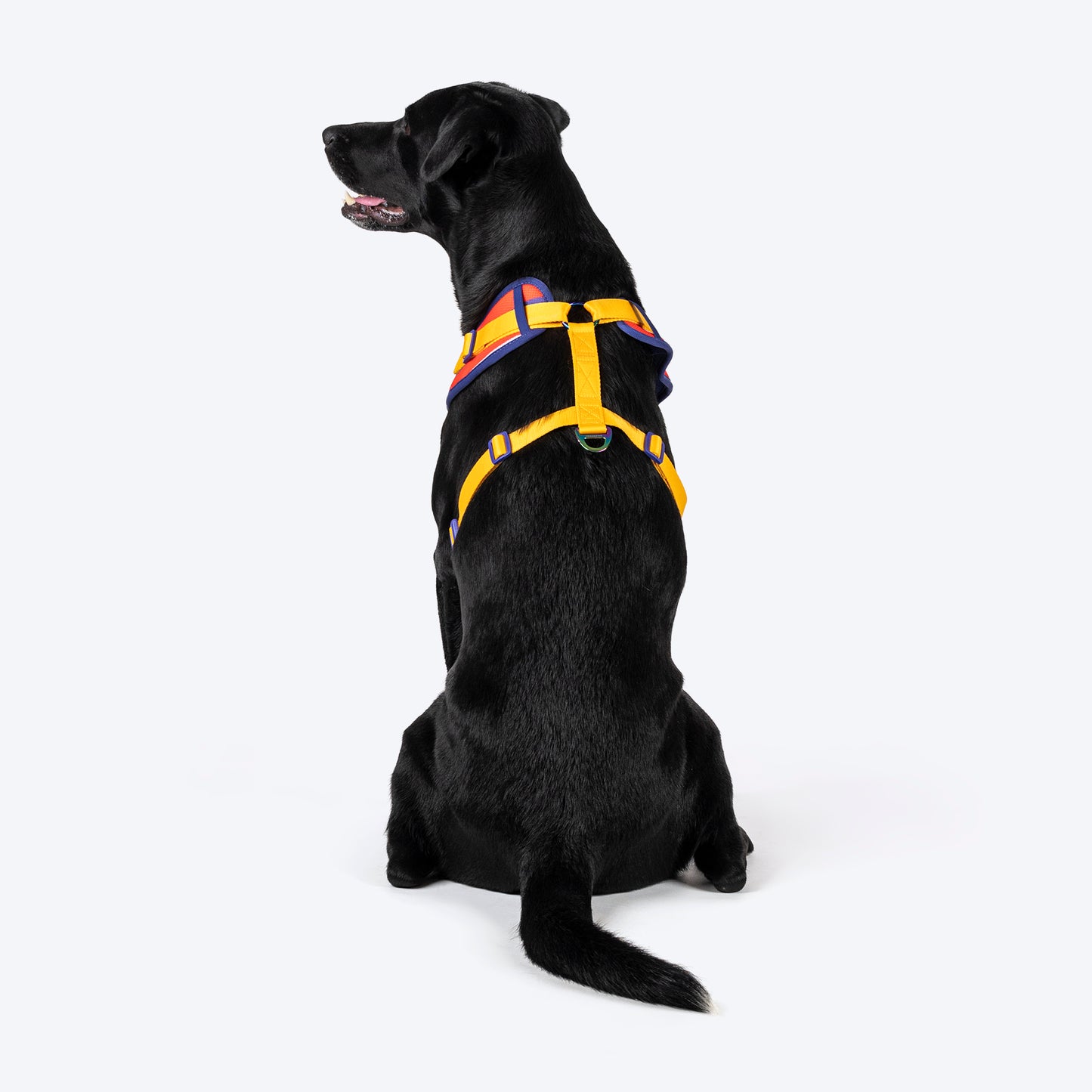 Dash Dog Radiant Blaze Easy Walk Harness For Dog - Orange - Heads Up For Tails