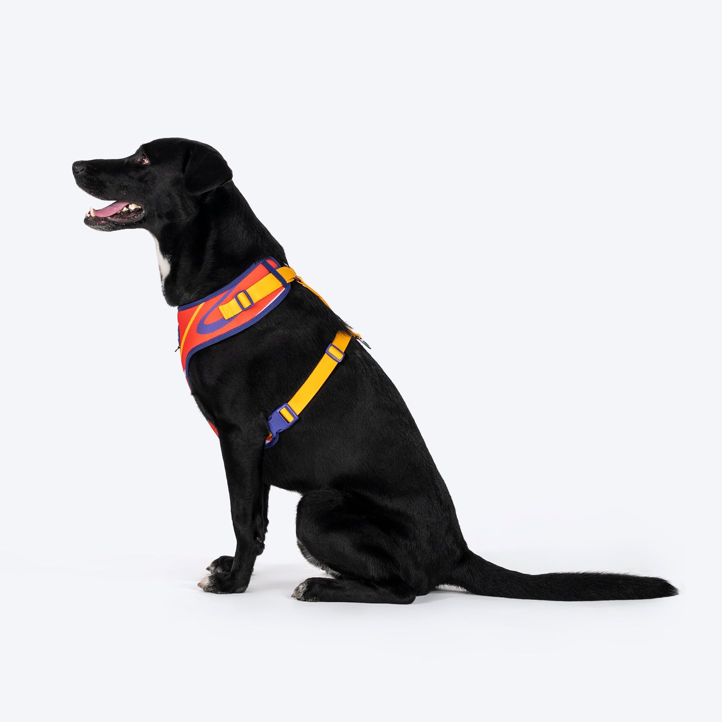 Dash Dog Radiant Blaze Easy Walk Harness For Dog - Orange - Heads Up For Tails