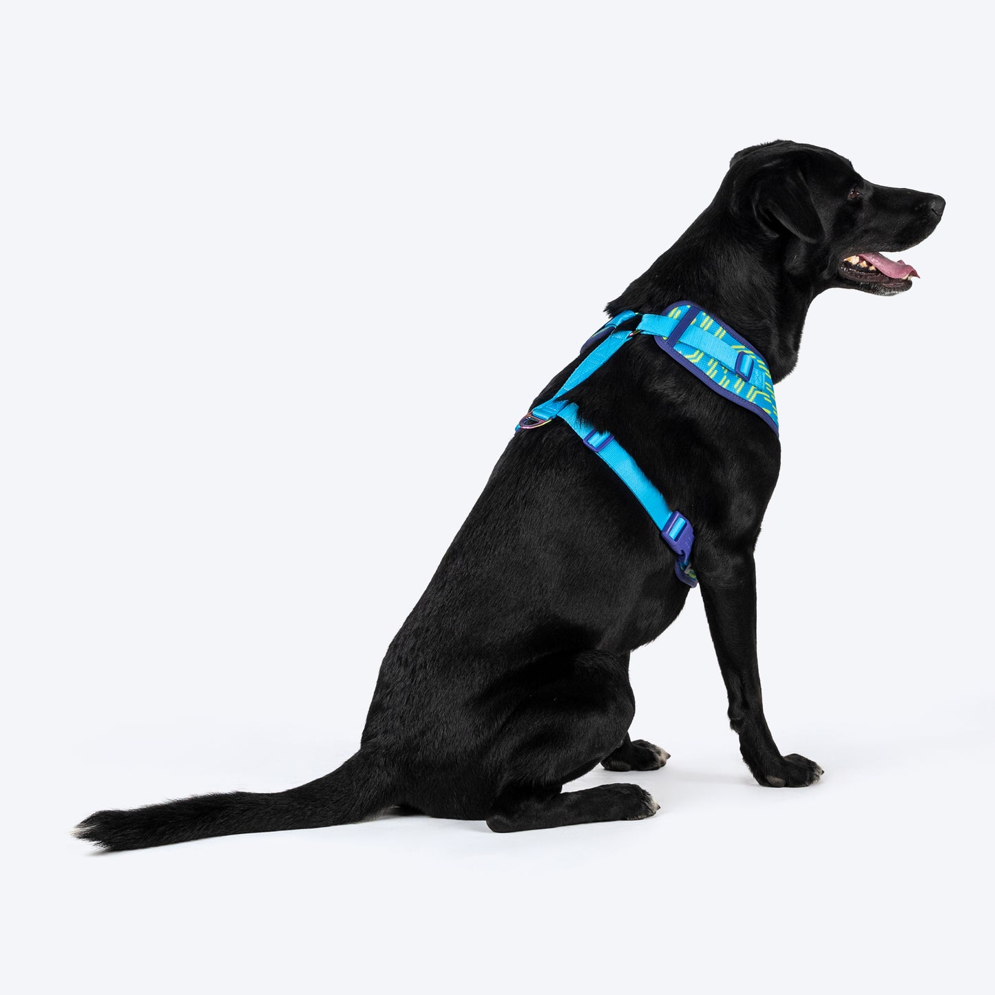 Dash Dog Vector Easy Walk Harness For Dog - Aqua Blue - Heads Up For Tails