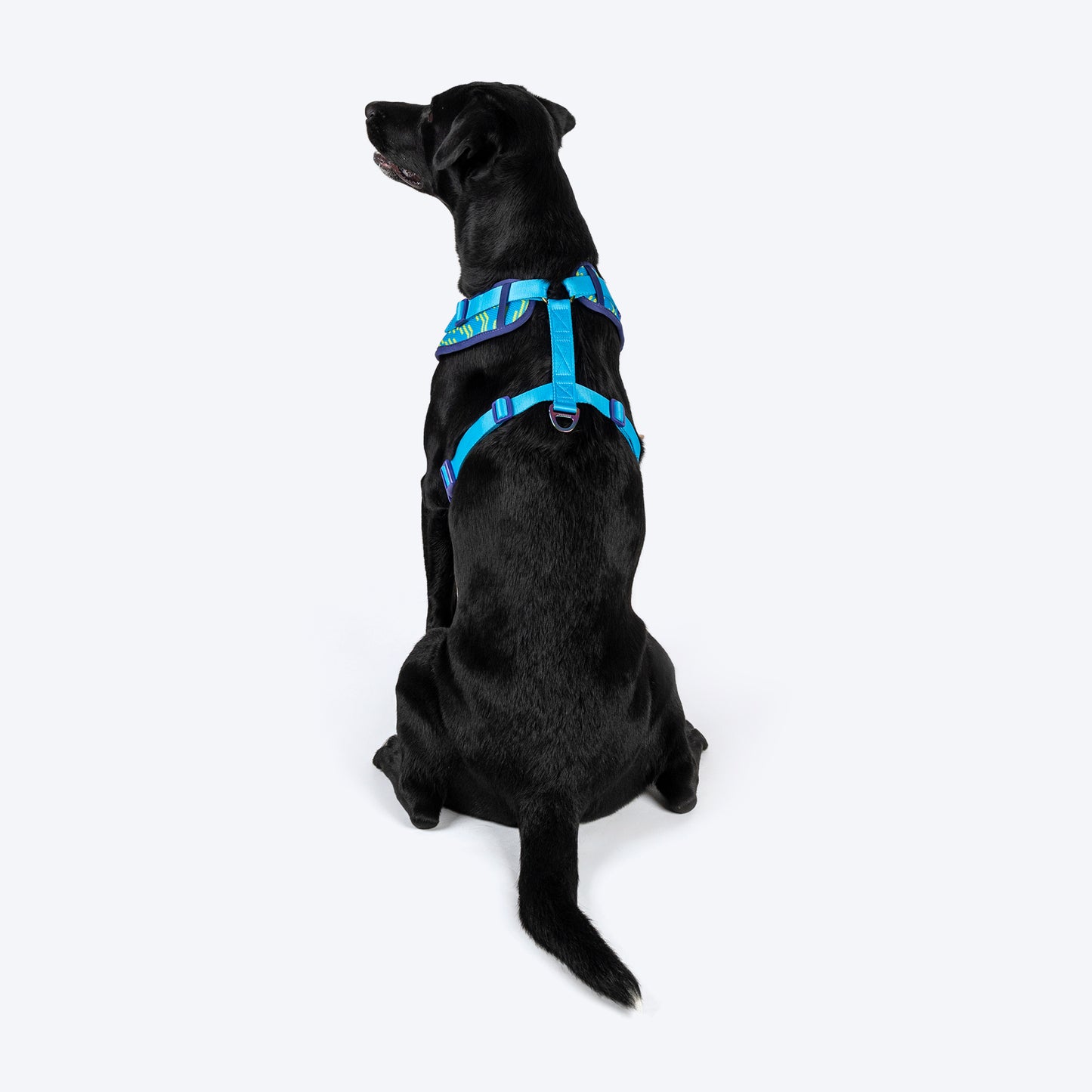 Dash Dog Vector Easy Walk Harness For Dog - Aqua Blue - Heads Up For Tails