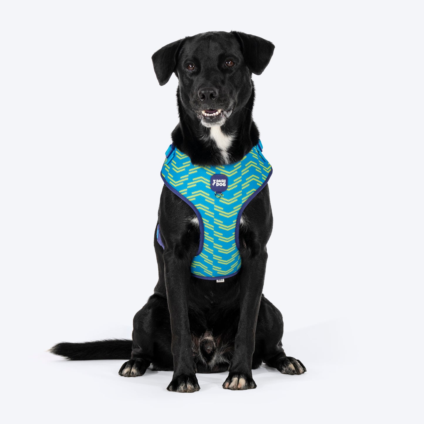 Dash Dog Vector Easy Walk Harness For Dog - Aqua Blue - Heads Up For Tails