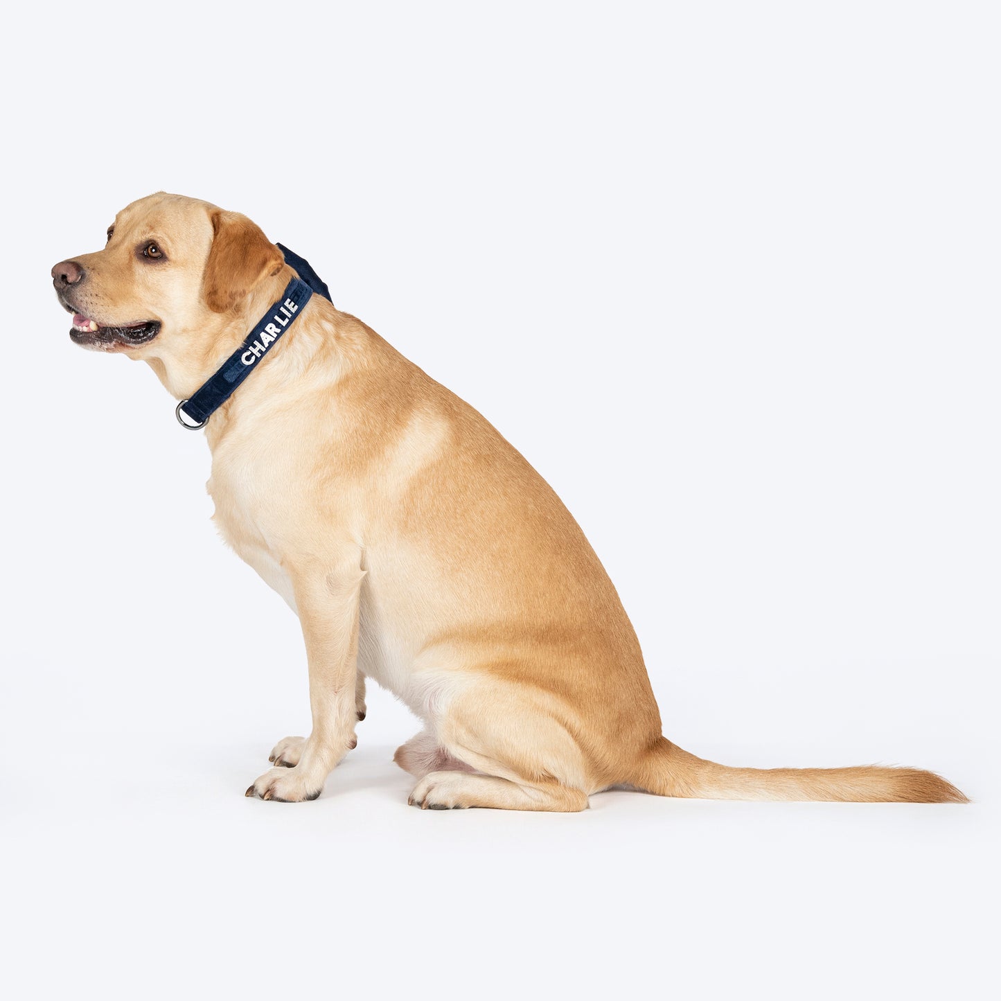 HUFT Personalised Luxe Velvet Bling Fabric Collar With Bow Tie For Dog - Dark Navy - Heads Up For Tails