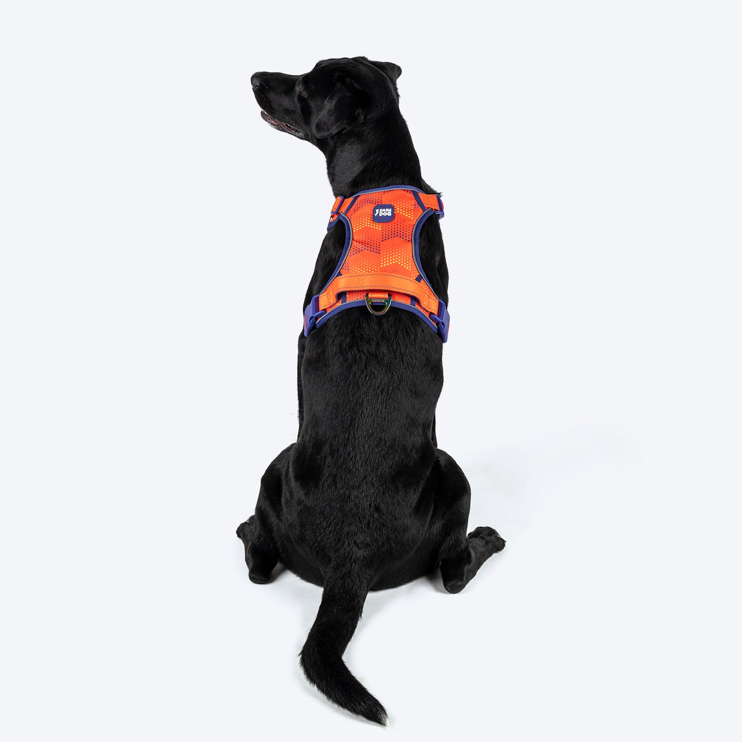 Dash Dog Super Stride Walk Along Harness For Dog - Orange - Heads Up For Tails