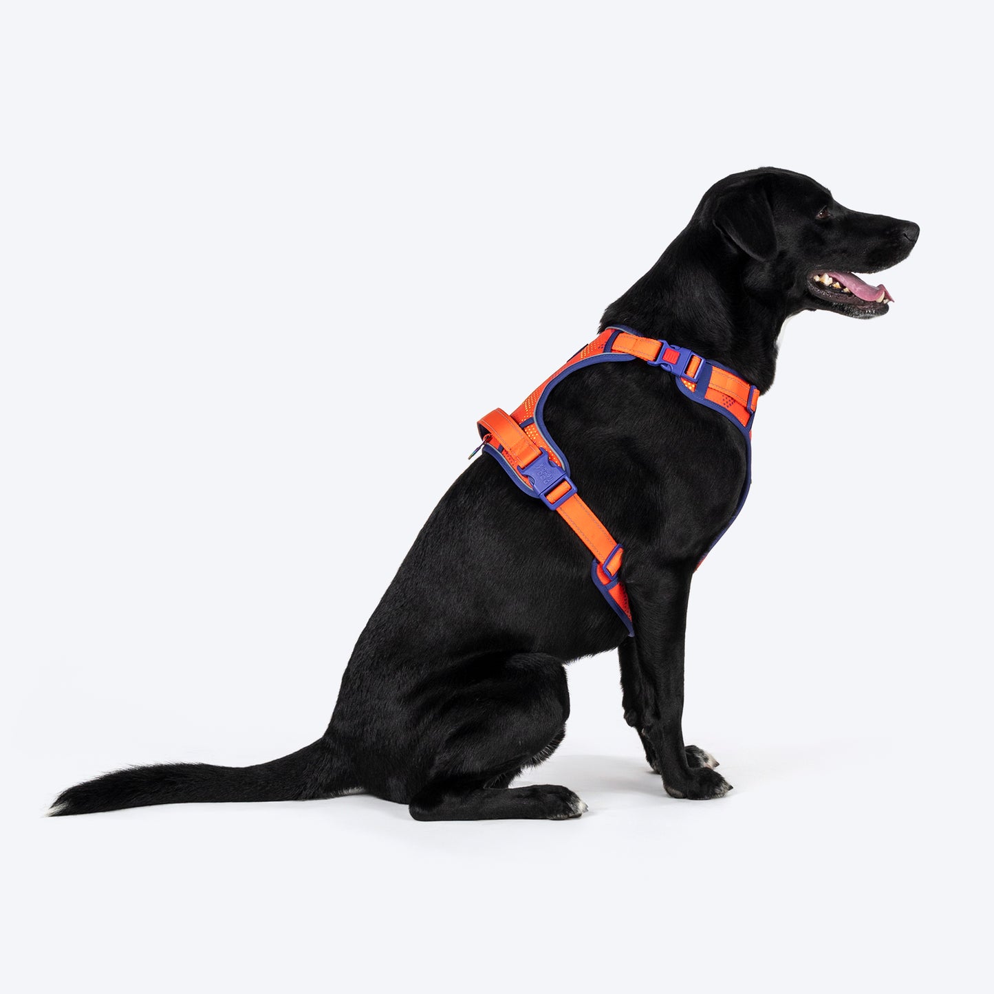Dash Dog Super Stride Walk Along Harness For Dog - Orange - Heads Up For Tails