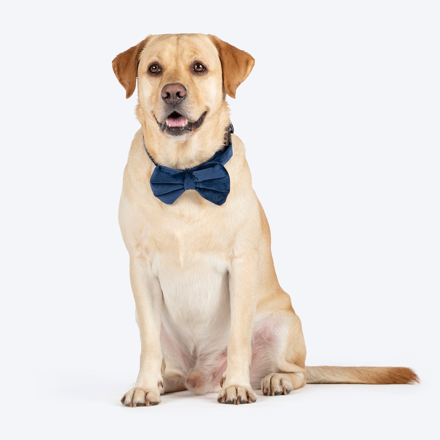 HUFT Personalised Luxe Velvet Bling Fabric Collar With Bow Tie For Dog - Dark Navy - Heads Up For Tails