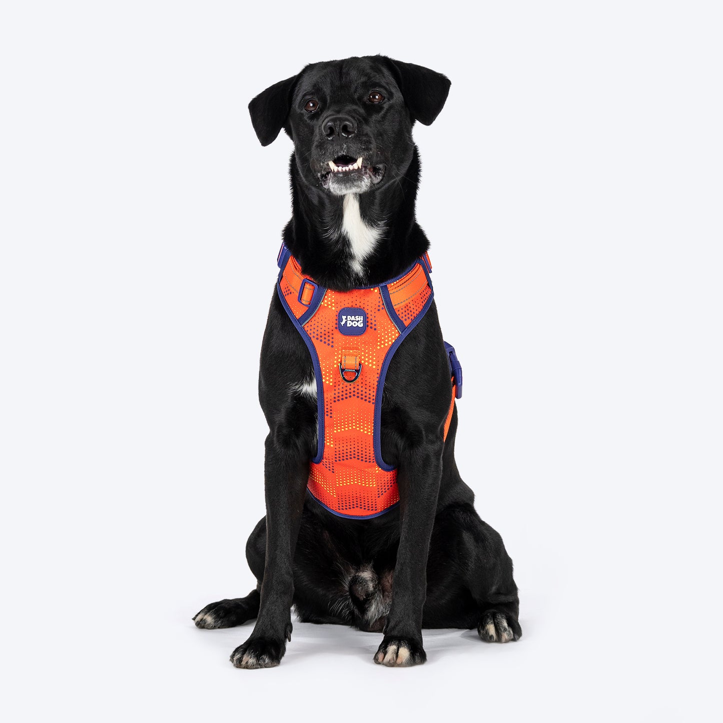 Dash Dog Super Stride Walk Along Harness For Dog - Orange - Heads Up For Tails