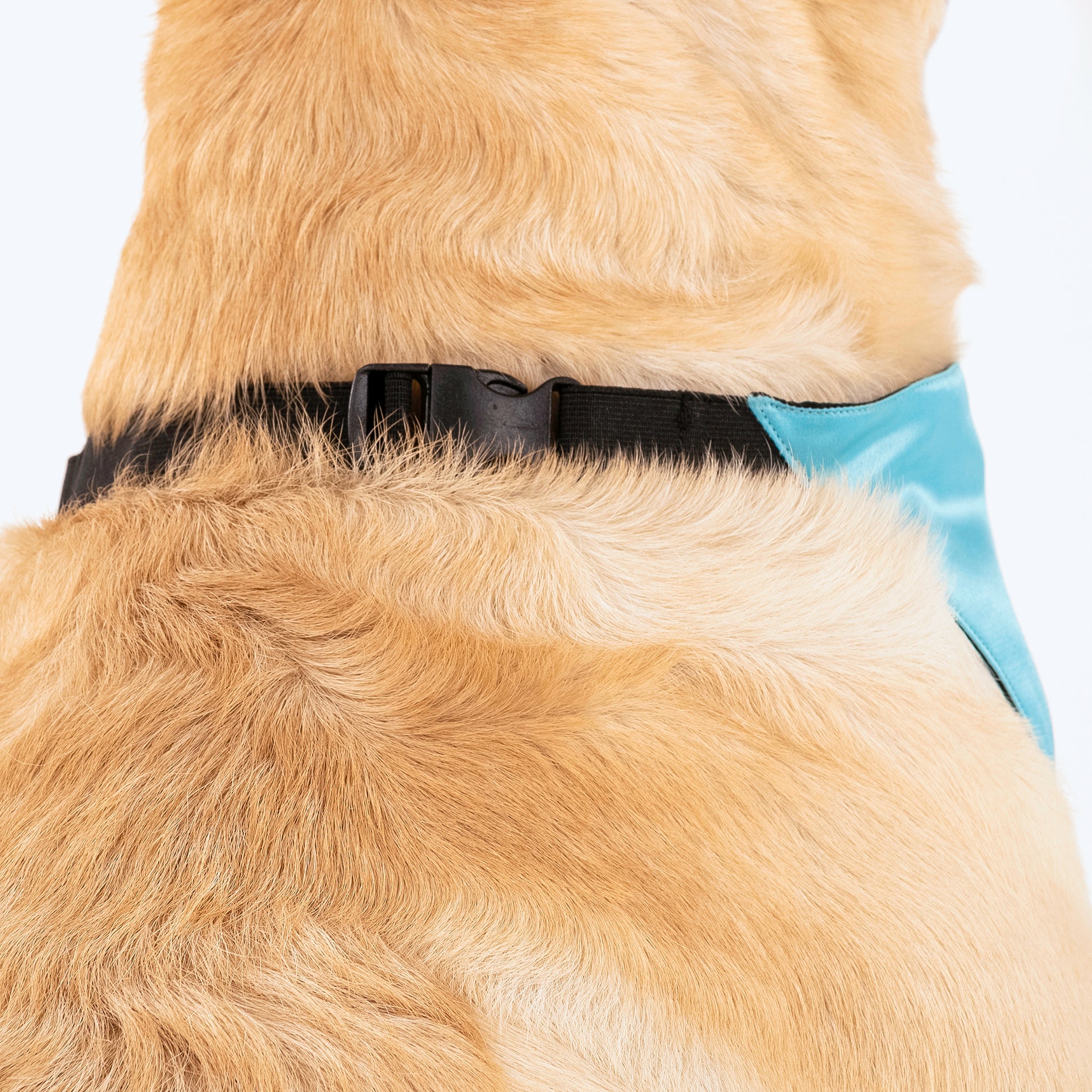 HUFT Personalised (Date) Save The Date Proposal Dog Bandana - Heads Up For Tails