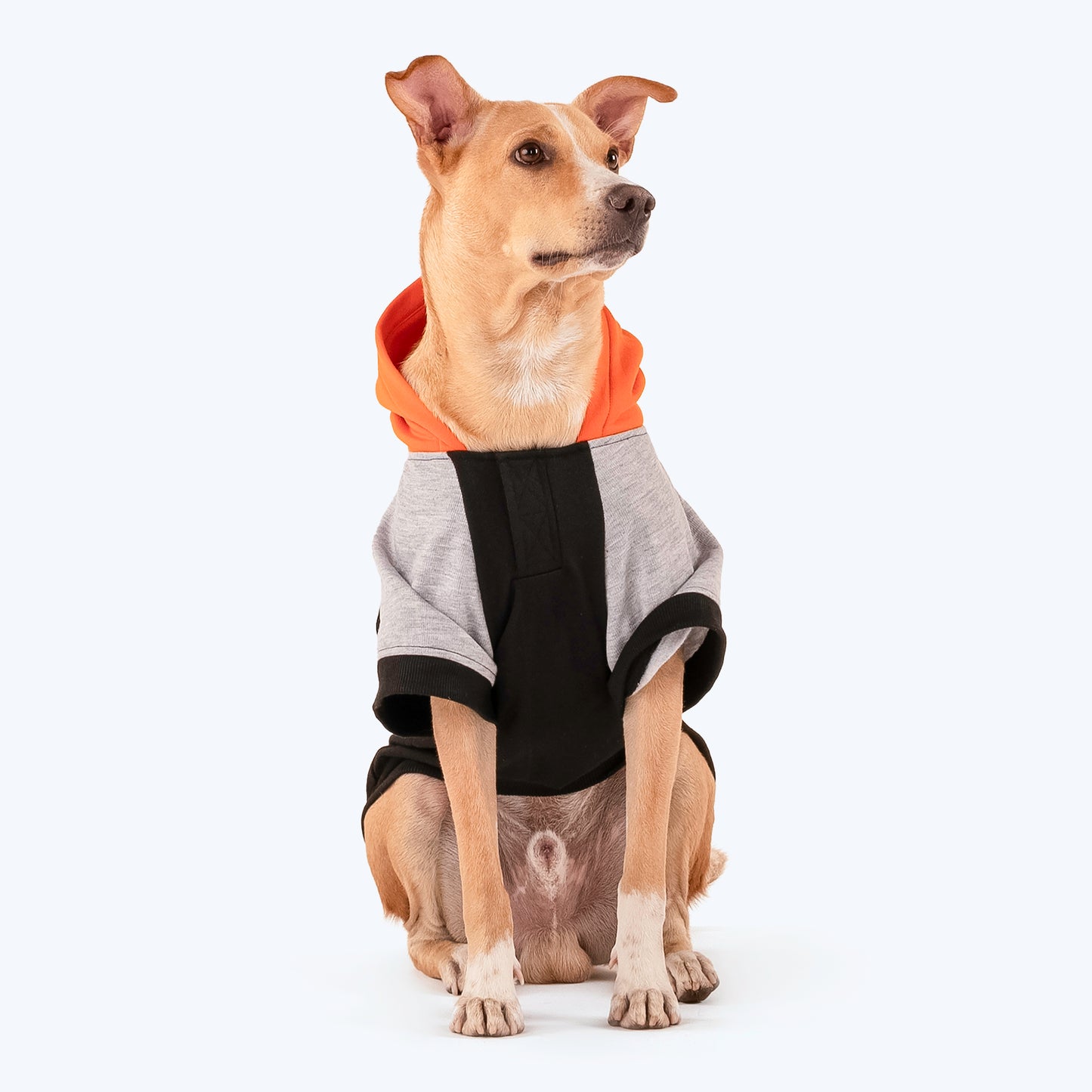 HUFT Colour Block Hoodie Sweatshirt For Pets- Black - Heads Up For Tails