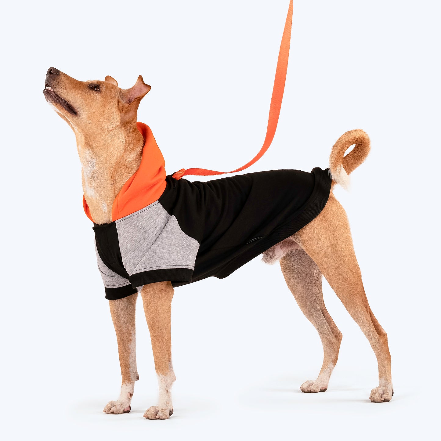 HUFT Colour Block Hoodie Sweatshirt For Pets- Black - Heads Up For Tails