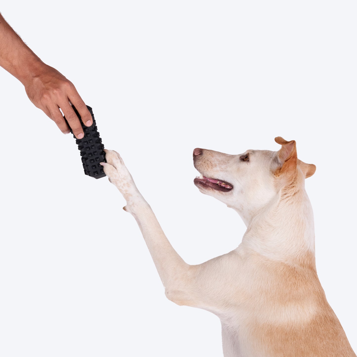 HUFT Squeak-N-Chew Toy For Dog - Black - Heads Up For Tails