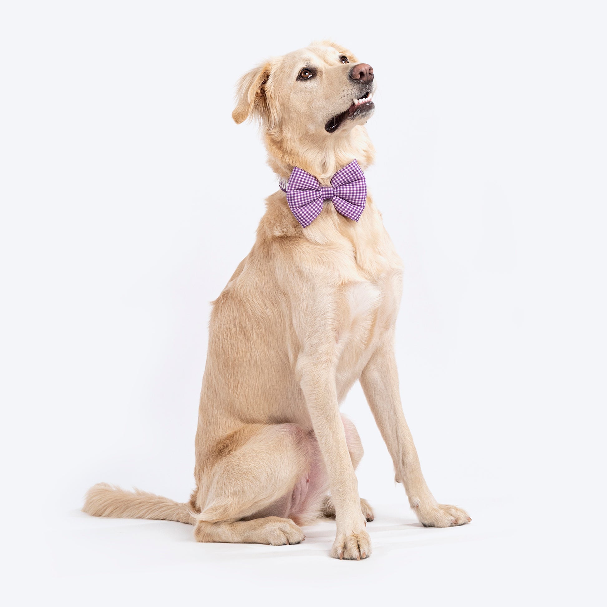 HUFT Personalised Gingham Fabric Collar With Bow Tie For Dogs - Purple - Heads Up For Tails