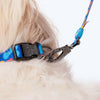 HUFT Colour Craze Printed Dog Leash - Heads Up For Tails