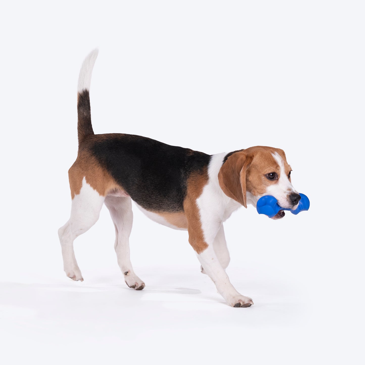 HUFT Swish-N-Chew Toy For Dog - Navy Blue - Heads Up For Tails