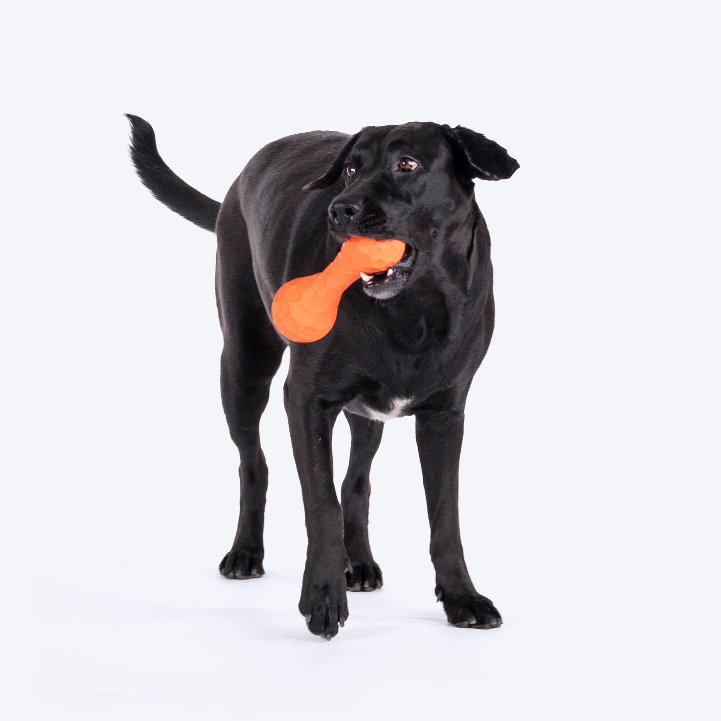 HUFT Squeaky Chew Toy For Dog - Orange - Heads Up For Tails