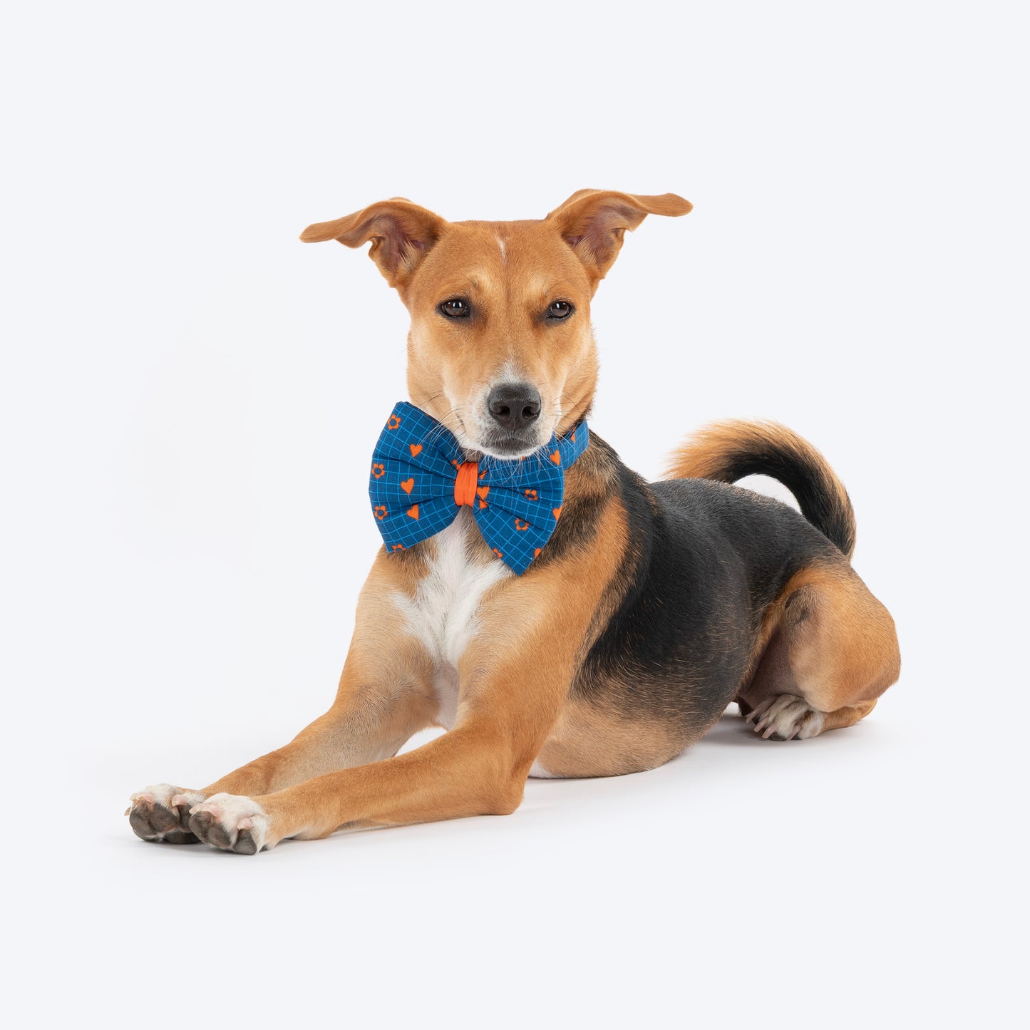 HUFT X Pinklay Hearts In Bloom Bow Tie With Strap For Dog - Blue & Orange - Heads Up For Tails