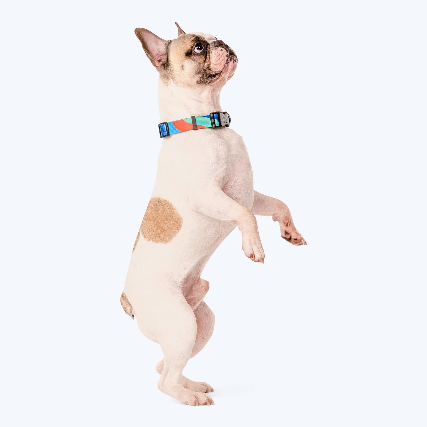 HUFT Wild Waves Printed Dog Collar - Heads Up For Tails